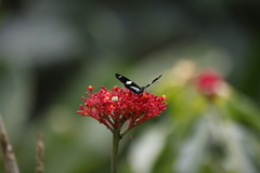 Heliconius doris