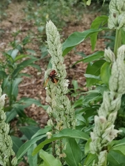 Rhynchium