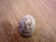 Siphonaria pectinata