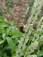 Rhynchium