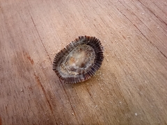 Siphonaria pectinata