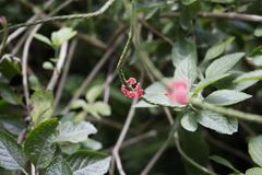 Stachytarpheta mutabilis