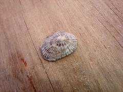 Siphonaria pectinata