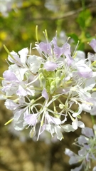 Warea cuneifolia