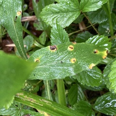 Botryosphaeria dothidea