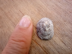 Siphonaria pectinata