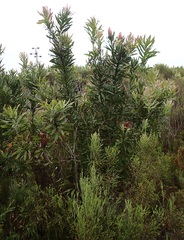 Protea neriifolia