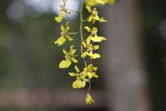 Oncidium