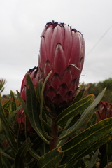 Protea neriifolia