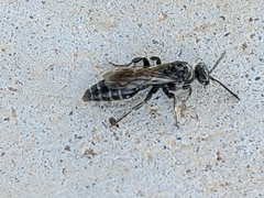 Tiphiinae