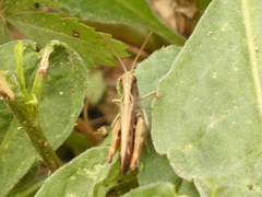 Omocestus