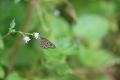 Ypthima baldus