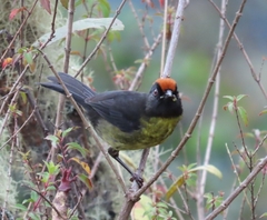 Atlapetes melanolaemus