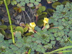 Ludwigia sedoides