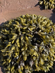 Fucus distichus