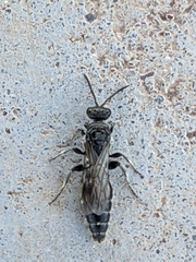 Tiphiinae
