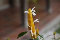 Pachystachys lutea