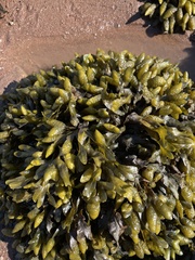Fucus distichus