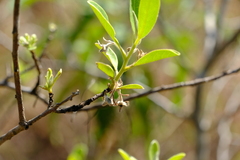 Diospyros lycioides