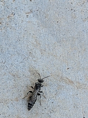 Tiphiinae