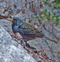 Rhopospina alaudina