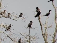 Nannopterum brasilianum