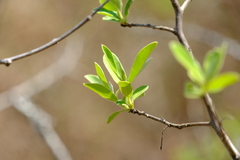 Diospyros lycioides