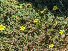 Tribulus terrestris