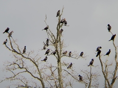 Nannopterum brasilianum