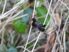 Erythrodiplax attenuata