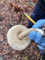 Leccinum holopus