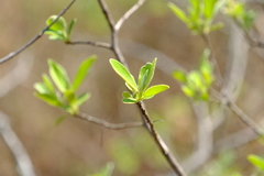 Diospyros lycioides