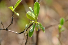 Diospyros lycioides