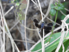 Erythrodiplax attenuata