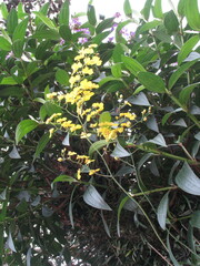 Oncidium