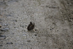 Charaxes bernardus