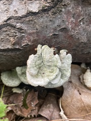 Cerrena unicolor