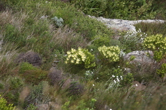 Leucadendron xanthoconus