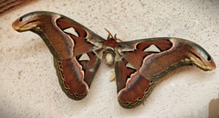 Attacus atlas