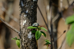 Sphaerocoris annulus