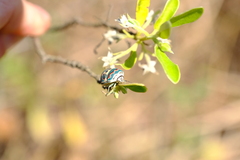 Sphaerocoris annulus