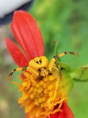 Misumenoides formosipes