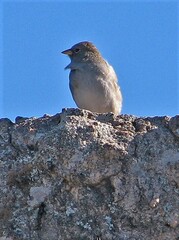 Rhopospina alaudina