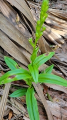Habenaria floribunda