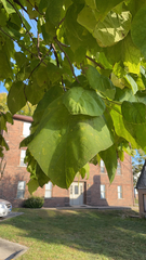 Catalpa bignonioides