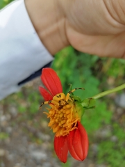 Misumenoides formosipes