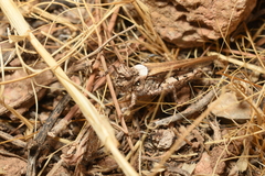 Acrotylus