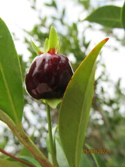 Eugenia involucrata