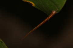 Haemadipsa picta
