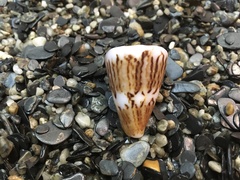 Conus capitaneus